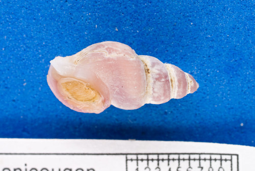 Astyris rosacea image