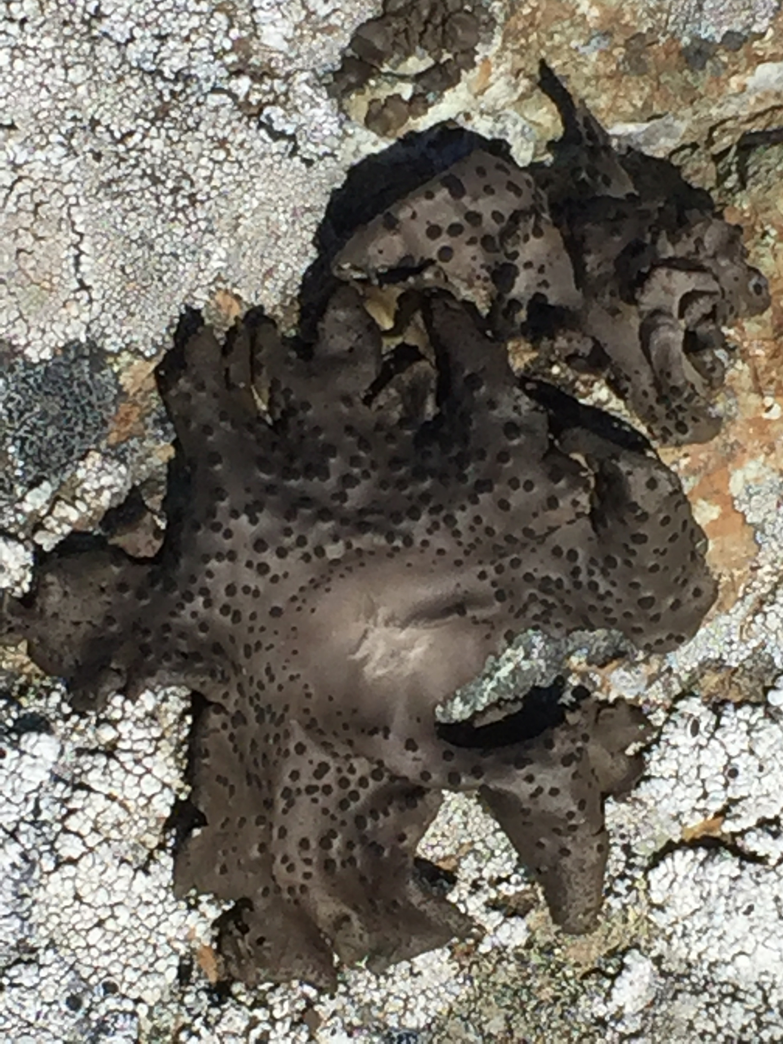 Umbilicariaceae image