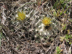 Escobaria missouriensis