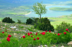 Paeonia tenuifolia