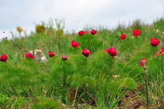 Paeonia tenuifolia