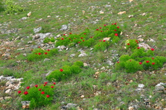 Paeonia tenuifolia