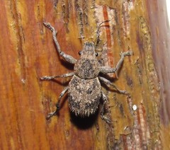 Pantomorus postfasciatus