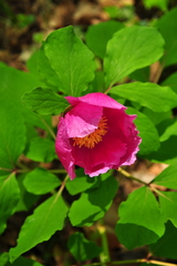 Paeonia daurica