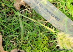 Poaceae