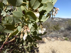 Arctostaphylos pungens