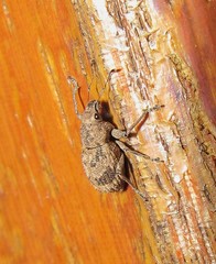 Pantomorus postfasciatus