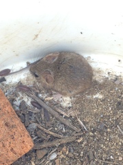 Peromyscus fraterculus