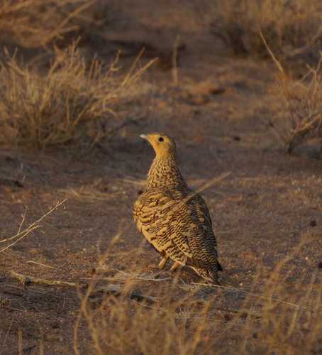 Chestnut-bellied Sandgrouse