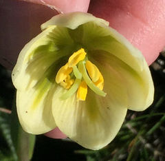 Fritillaria liliacea