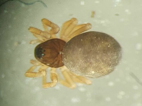 Wärmeliebendes Einzahnspinnchen