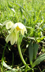 Fritillaria liliacea