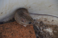 Peromyscus fraterculus