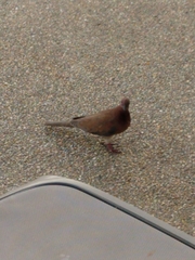 Streptopelia senegalensis