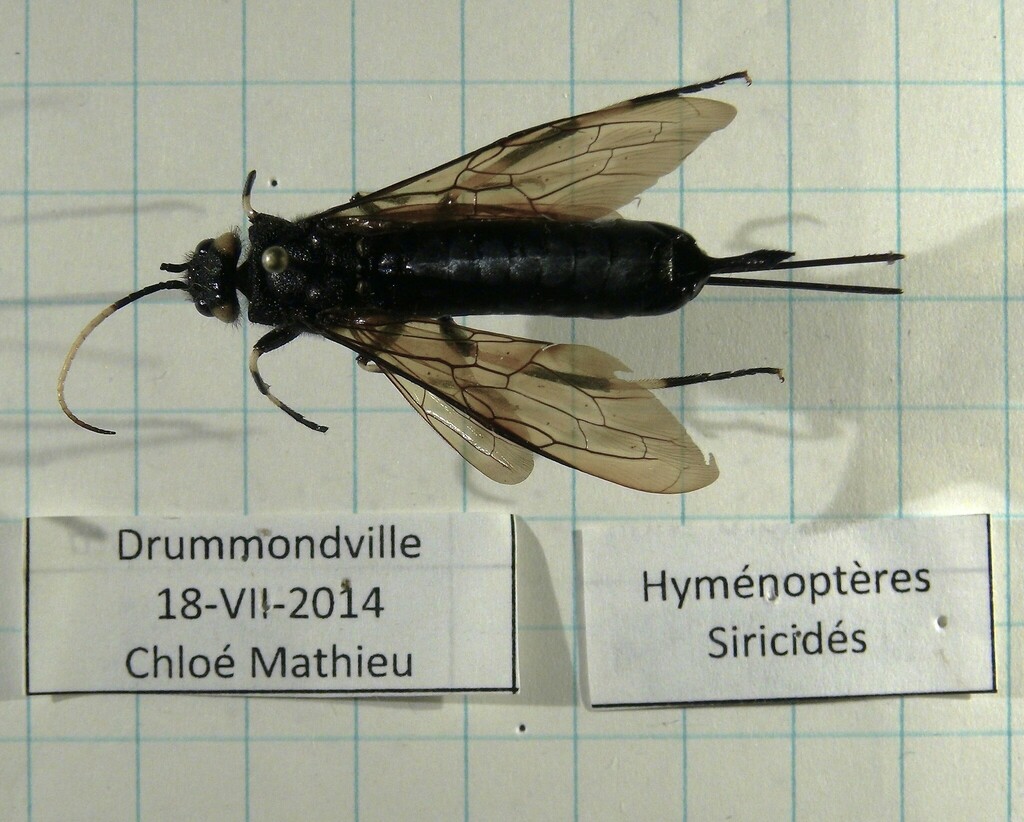 White-horned Horntail