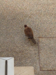 Streptopelia senegalensis