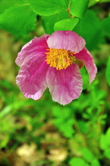 Paeonia daurica
