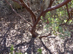 Arctostaphylos pungens
