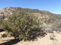 Arctostaphylos pungens