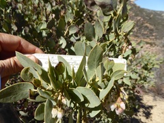 Arctostaphylos pungens
