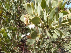 Arctostaphylos pungens