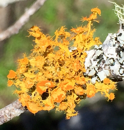 Golden-eye Lichen