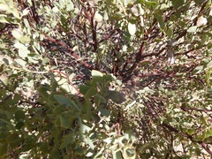 Arctostaphylos pungens