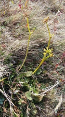 Anisotome flexuosa