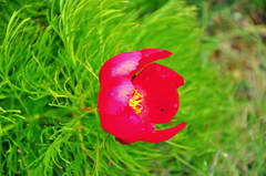 Paeonia tenuifolia