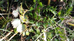 Anisotome flexuosa