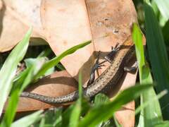 Obscure Emo Skink photo 2