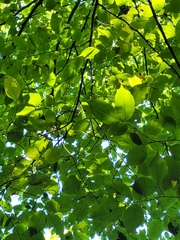 Ostrya virginiana image