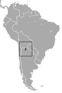 Yungas Lesser Long-nosed Armadillo