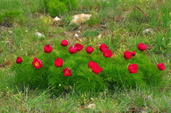 Paeonia tenuifolia