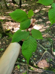Ostrya virginiana image