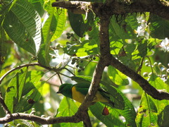 Chlorophonia occipitalis