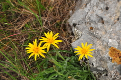 Takhtajaniantha crispa