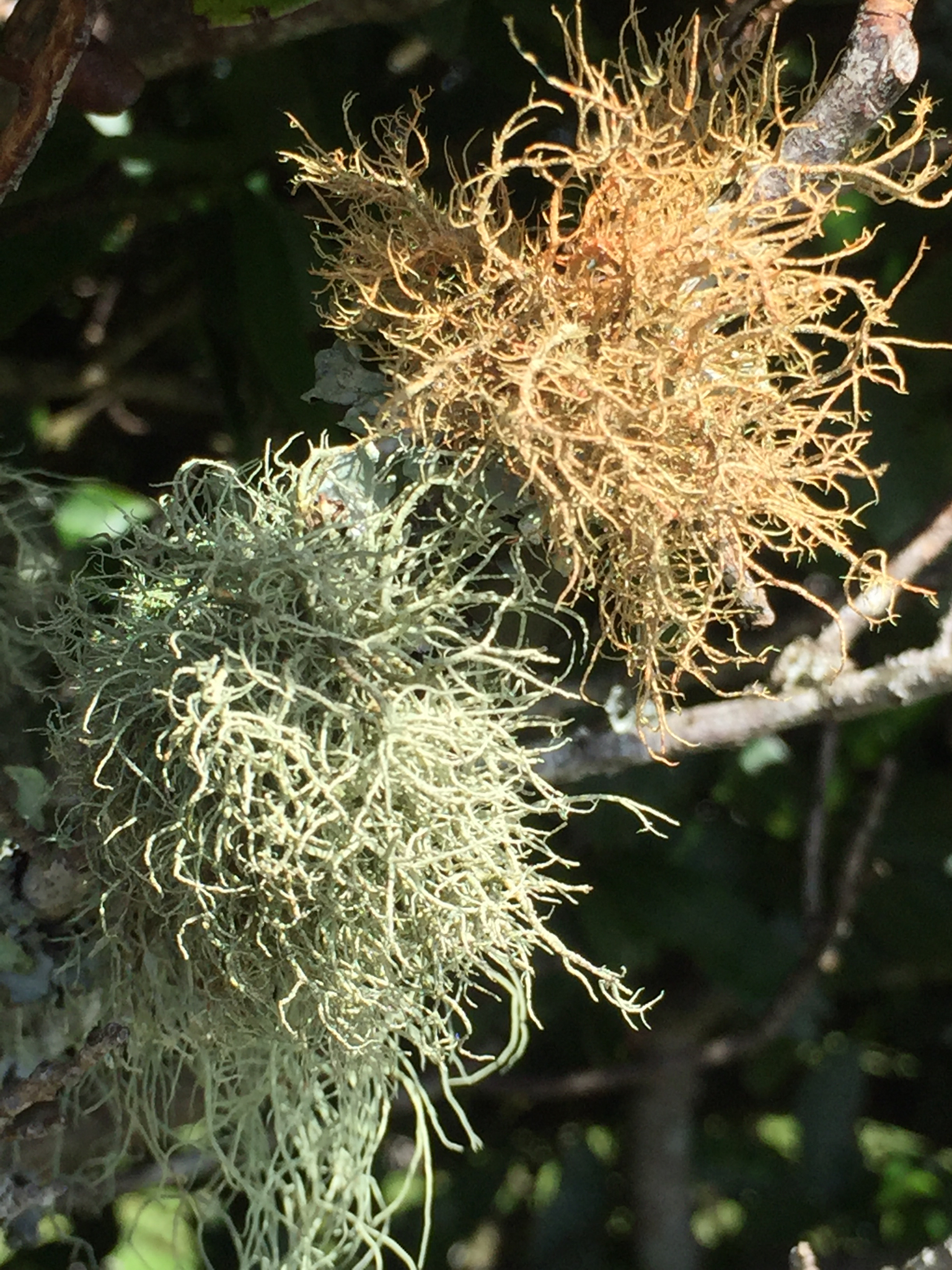 Usnea rubicunda image
