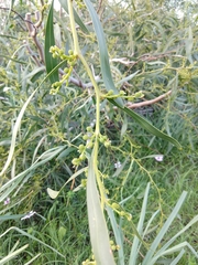 Acacia saligna