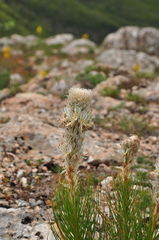 Asphodeline taurica