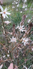 Asphodelus ramosus