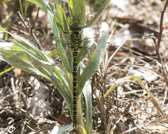 Coryphaeschna ingens
