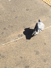 Columba livia domestica