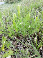 Scandix pecten-veneris