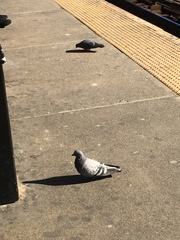 Columba livia domestica