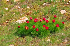 Paeonia tenuifolia