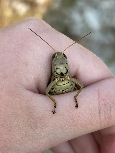 Differential Grasshopper, photo 6 of 7