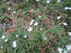 Moehringia muscosa