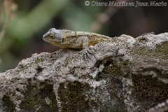 Sceloporus grammicus