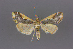 Loxostege albiceralis
